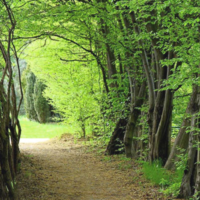 فراخوان جشنواره فیلم و عکس جنگلهای هیرکانی منتشر شد